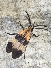 Dycladia