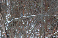 Pyrrhula pyrrhula cineracea