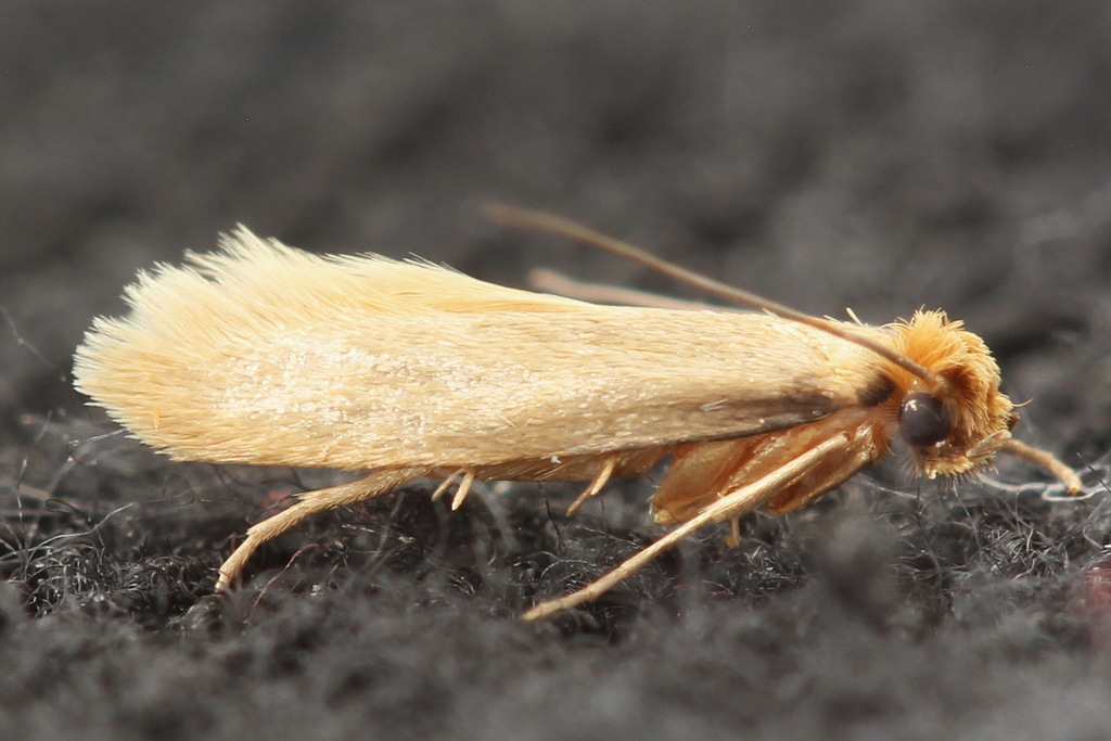 Webbing Clothes Moth