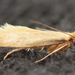 Webbing Clothes Moth - Photo (c) Andrey Ponomarev, some rights reserved (CC BY-NC), uploaded by Andrey Ponomarev