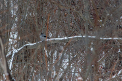Pyrrhula pyrrhula cineracea