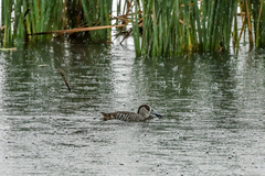Malacorhynchus membranaceus