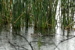 Malacorhynchus membranaceus