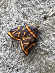 Hemerophila orinympha