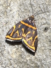 Hemerophila orinympha