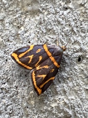 Hemerophila orinympha