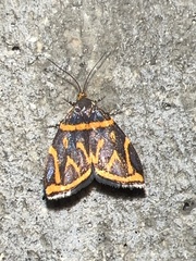 Hemerophila orinympha