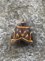 Hemerophila orinympha