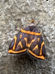 Hemerophila orinympha