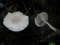Leucocybe candicans