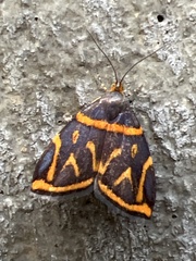 Hemerophila orinympha