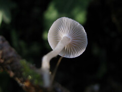 Leucocybe candicans