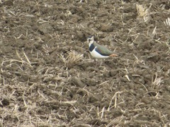 Vanellus vanellus