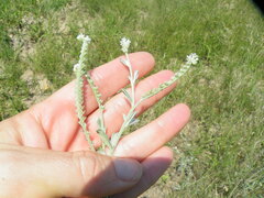 Heliotropium ciliatum