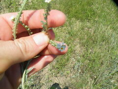 Heliotropium ciliatum