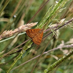 Mnesictena flavidalis