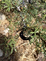 Prosopis denudans