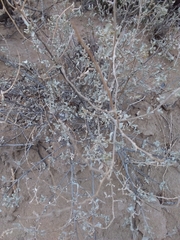 Atriplex lampa