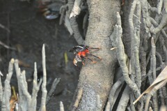 Goniopsis pelii