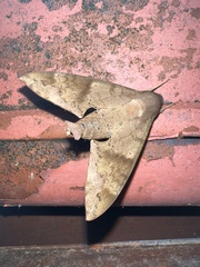 Pachylioides resumens