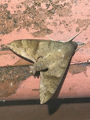 Pachylioides resumens