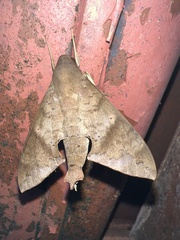 Pachylioides resumens