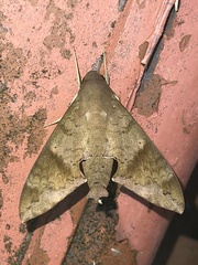 Pachylioides resumens