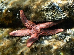 Uniophora granifera