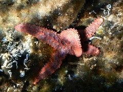 Uniophora granifera