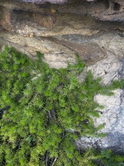 Persoonia chamaepitys