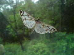 Polythlipta