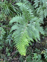 Ctenitis subglandulosa