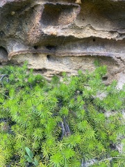 Persoonia chamaepitys