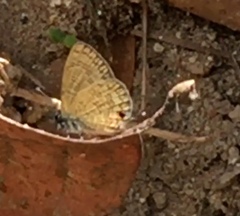 Prosotas nora superdates