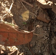 Prosotas nora superdates