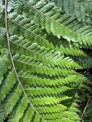 Ctenitis subglandulosa