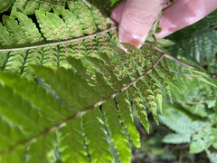 Ctenitis subglandulosa