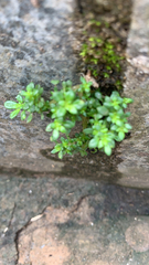 Pilea microphylla