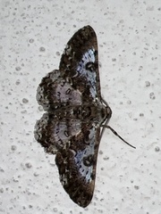 Iridopsis validaria