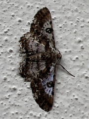 Iridopsis validaria