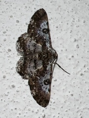 Iridopsis validaria