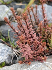 Epilobium melanocaulon