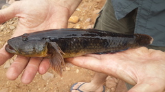 Glossogobius giuris