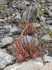 Epilobium melanocaulon