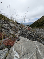 Epilobium melanocaulon