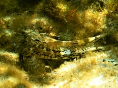 Lepidoblennius marmoratus