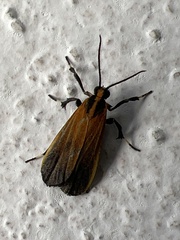 Dycladia