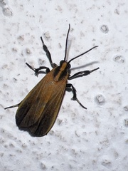 Dycladia
