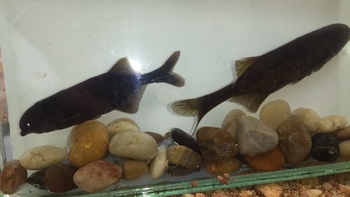 Bulldog (Marcusenius macrolepidotus) — Mormyridae