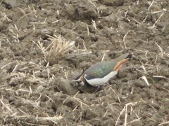 Vanellus vanellus